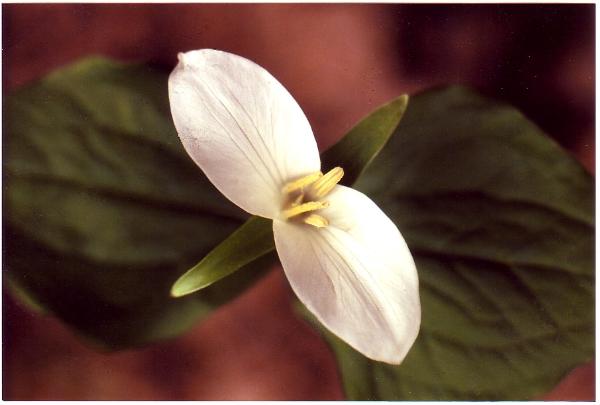 Photo of Trillium ovatum var. ovatum by Laurence Brown
