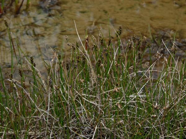 Photo of Carex nigricans by Jamie Fenneman