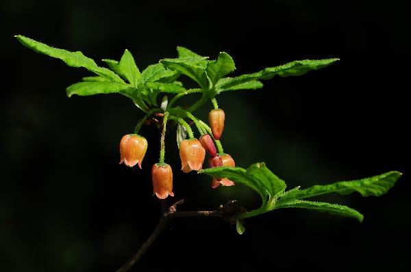Photo of Menziesia ferruginea ssp. ferruginea by Virginia Skilton