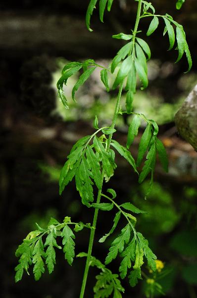Photo of Descurainia pinnata ssp. brachycarpa by Virginia Skilton
