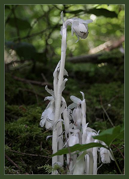 Photo of Monotropa uniflora by <a href="http://www.pbase.com/phototrex/flora">Fred Lang</a>