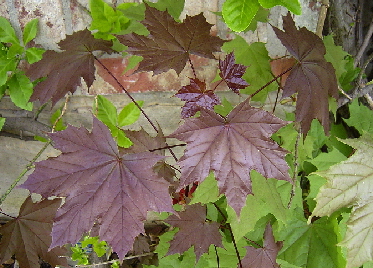 Photo of Acer platanoides by <a href="http://www.flickr.com/photos/dianesdigitals/">Diane Williamson</a>