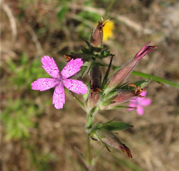 Photo of Dianthus armeria by Rosemary Taylor