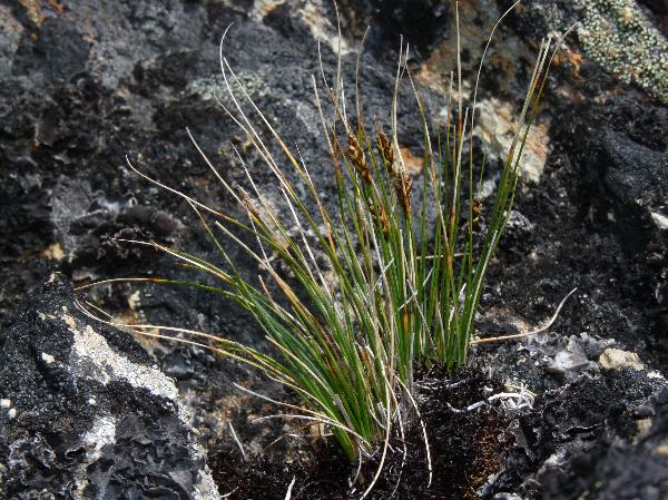 Photo of Carex nardina by Jamie Fenneman