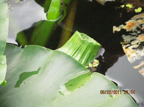 Photo of Nuphar polysepala by <a href="http://www.westcoastgardens.ca">Celeste Paley</a>