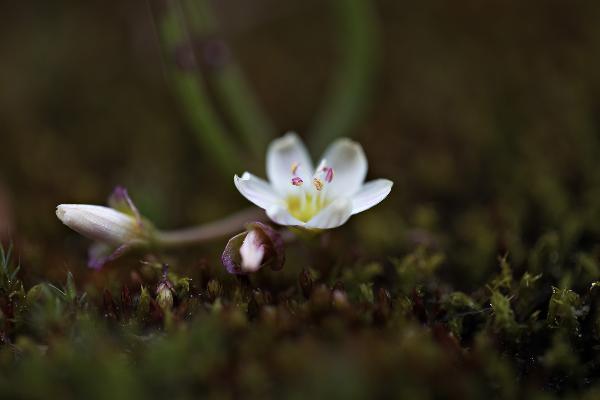 Photo of Lewisia triphylla by <a href="http://www.danielmosquin.com/">Daniel Mosquin</a>