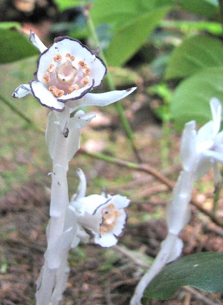 Photo of Monotropa uniflora by Rosemary Taylor