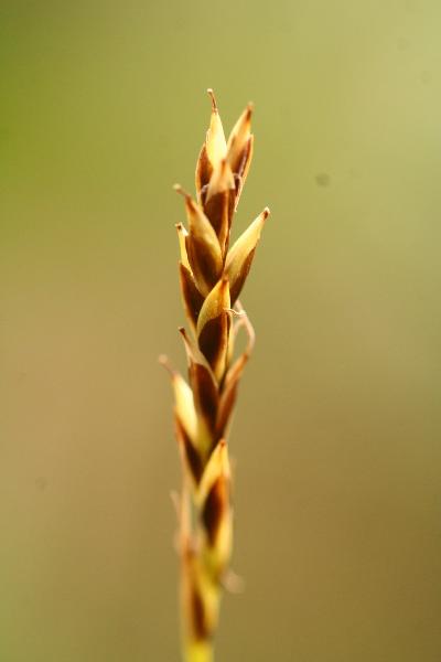 Photo of Carex anthoxanthea by Adolf Ceska