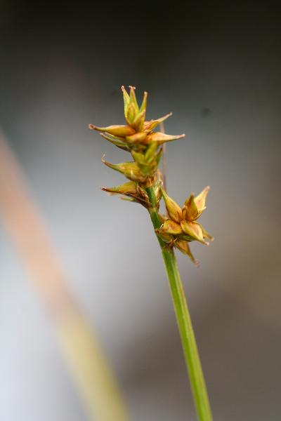 Photo of Carex echinata by Adolf Ceska