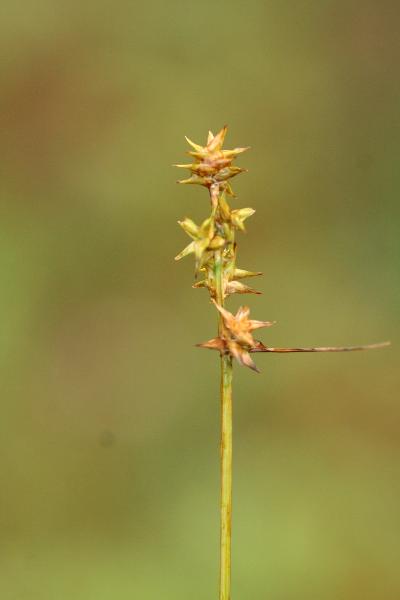 Photo of Carex echinata by Adolf Ceska