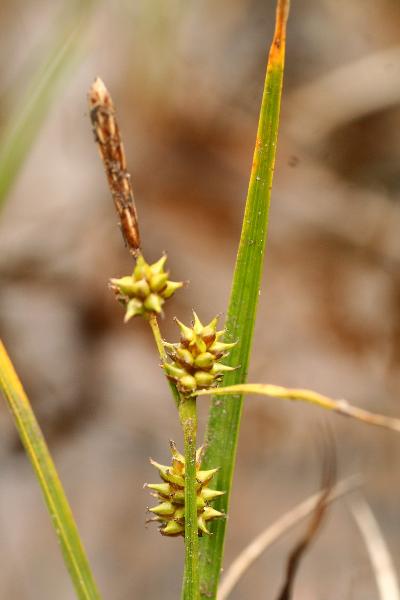 Photo of Carex viridula by Adolf Ceska