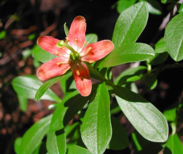 Photo of Elliottia pyroliflora by <a href="http://www.ece.ubc.ca/~ianc/">Ian Cumming</a>