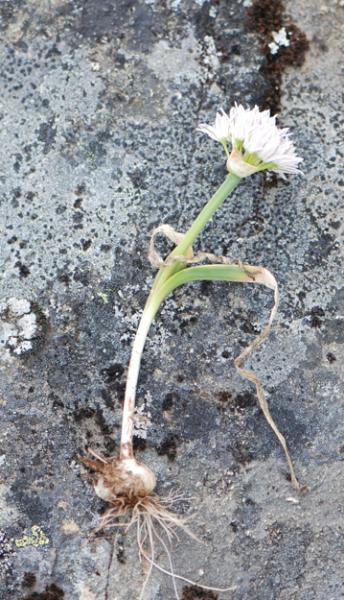 Photo of Allium crenulatum by Ryan Batten