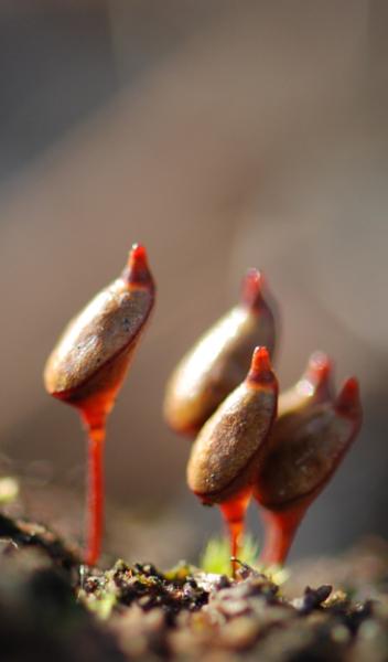 Photo of Buxbaumia aphylla by Ryan Batten