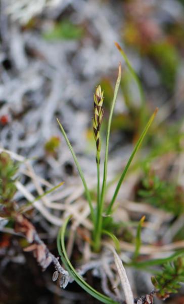 Photo of Carex anthoxanthea by Ryan Batten