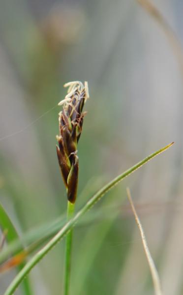 Photo of Carex micropoda by Ryan Batten