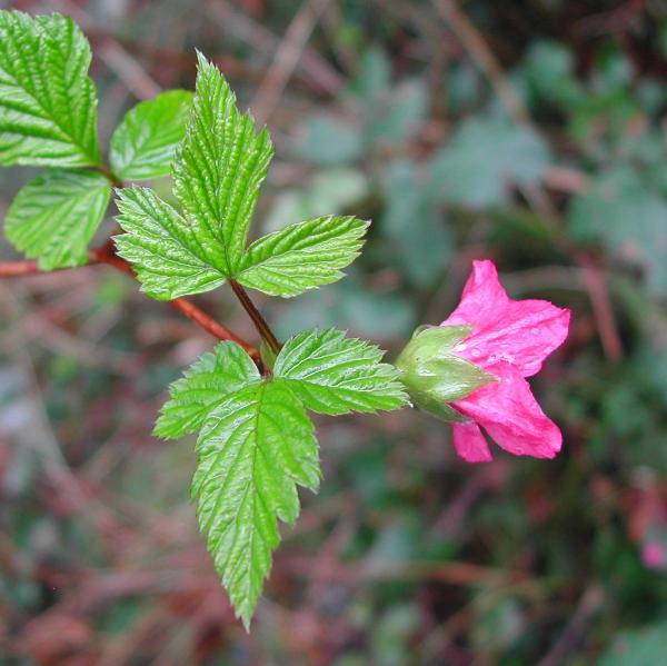 Photo of Rubus spectabilis by <a href="http://www.ece.ubc.ca/~ianc/">Ian Cumming</a>
