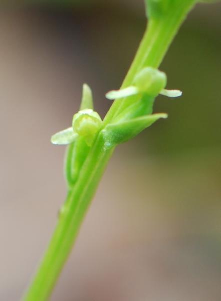 Photo of Platanthera chorisiana by Ryan Batten