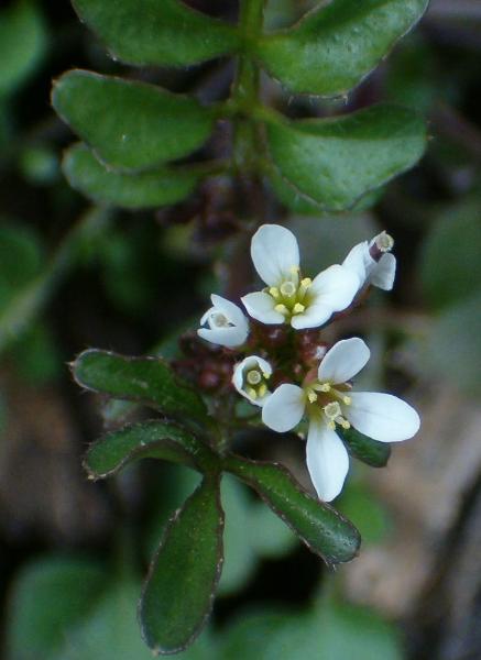 Photo of Cardamine hirsuta by Kevin Newell