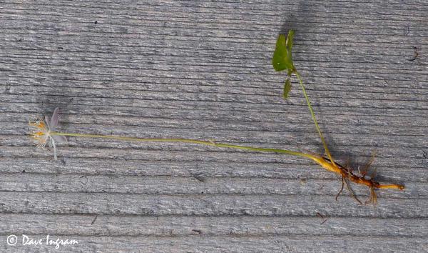 Photo of Coptis trifolia by <a href="http://daveingram.ca/">Dave Ingram</a>