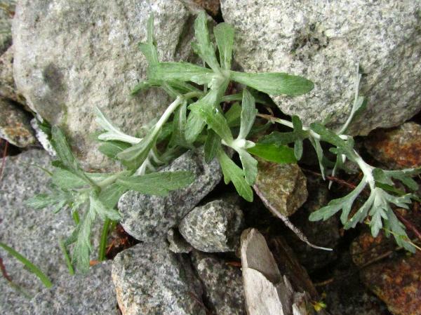 Photo of Eriophyllum lanatum var. leucophyllum by <a href="http://www.westcoastgardens.ca">Celeste Paley</a>