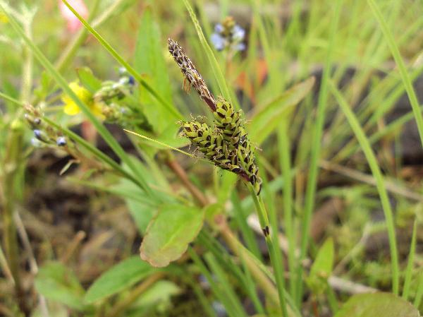 Photo of Carex aquatilis by Allan  Carson