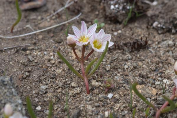 Photo of Lewisia triphylla by Don Martyn