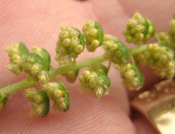 Photo of Ambrosia artemisiifolia by <a href="http://www.flickr.com/photos/dianesdigitals/">Diane Williamson</a>