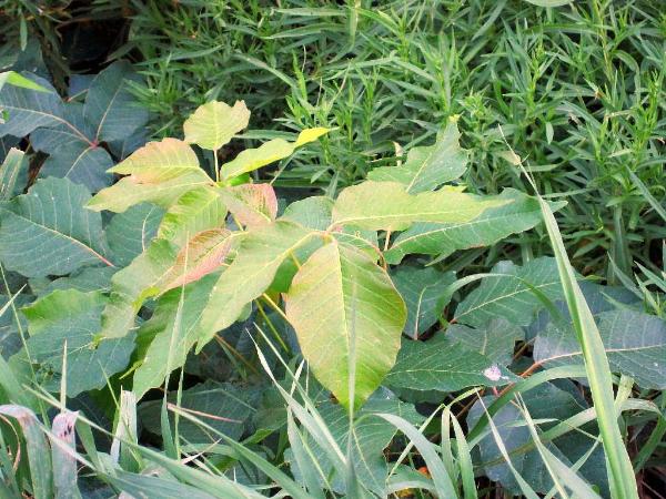 Photo of Toxicodendron rydbergii by <a href="http://www.flickr.com/photos/dianesdigitals/">Diane Williamson</a>
