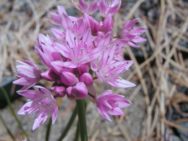 Photo of Allium amplectens by Hans  Roemer