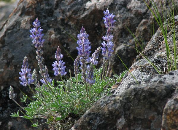 Photo of Lupinus lepidus by Hans  Roemer