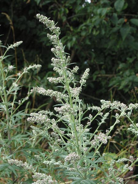 Photo of Artemisia vulgaris by Robert Flogaus-Faust