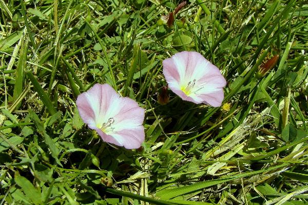 Photo of Convolvulus arvensis by Val George