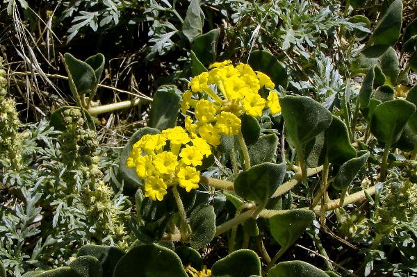 Photo of Abronia latifolia by Val George