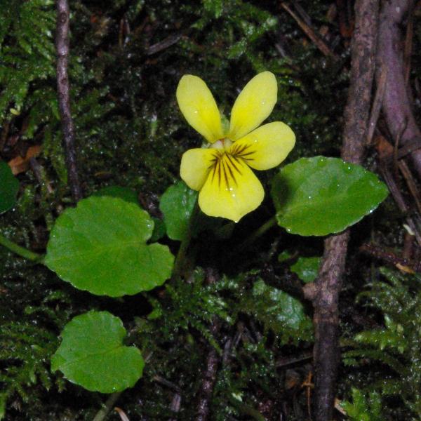 Photo of Viola sempervirens by Doug Murphy