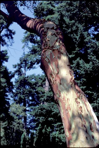 Photo of Arbutus menziesii by Royal BC Museum (Will Rook)