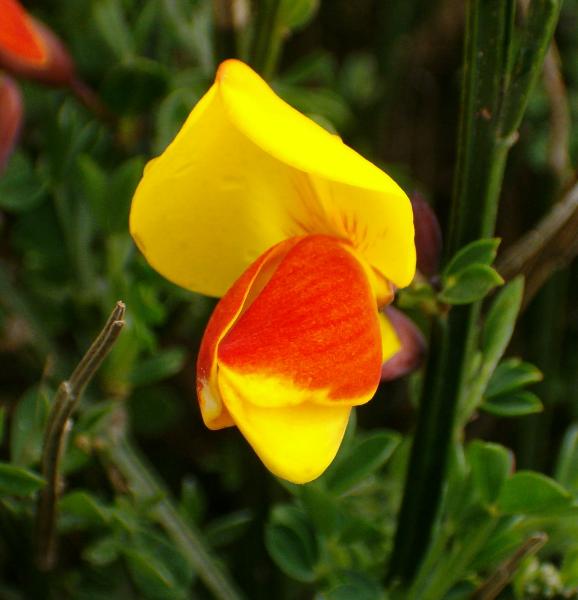 Photo of Cytisus scoparius by Kevin Newell