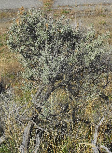 Photo of Artemisia tridentata ssp. tridentata by Ashley Churchill
