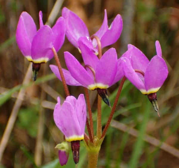 Photo of Dodecatheon hendersonii by Kevin Newell