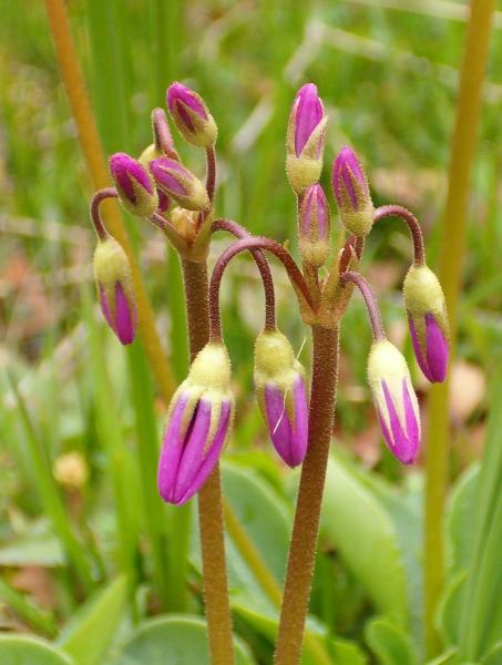 Photo of Dodecatheon hendersonii by Kevin Newell
