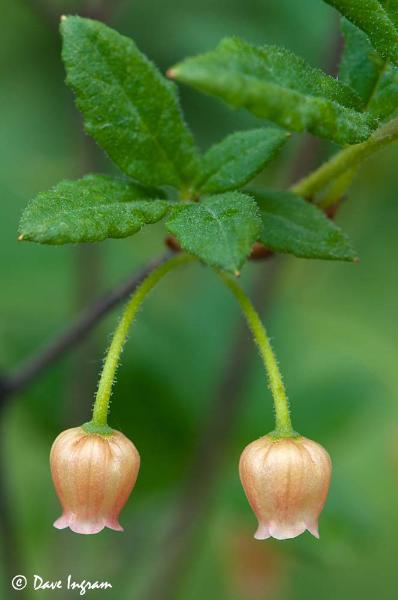 Photo of Menziesia ferruginea ssp. ferruginea by <a href="http://daveingram.ca/">Dave Ingram</a>