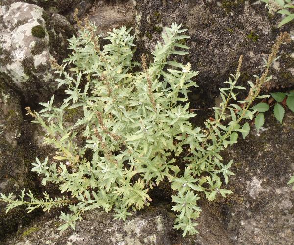 Photo of Artemisia lindleyana by Curtis Bjork