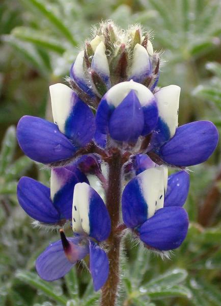 Photo of Lupinus bicolor by Kevin Newell