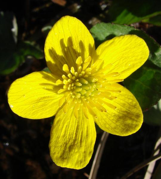 Photo of Caltha palustris by <a href="http://www.cdhs.us">Alfred Cook</a>