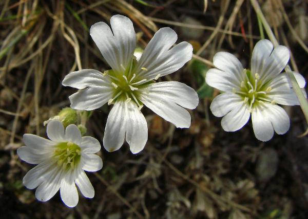 Photo of Cerastium arvense by <a href="http://www.cdhs.us">Alfred Cook</a>