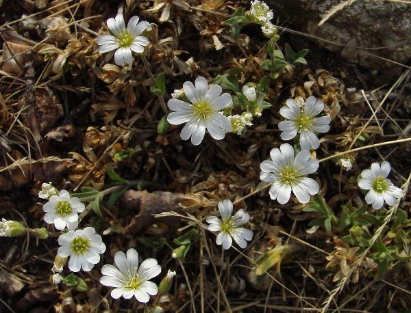 Photo of Cerastium arvense by <a href="http://www.cdhs.us">Alfred Cook</a>