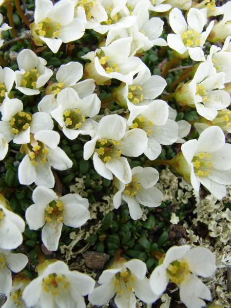 Photo of Diapensia obovata by <a href="http://www.cdhs.us">Alfred Cook</a>