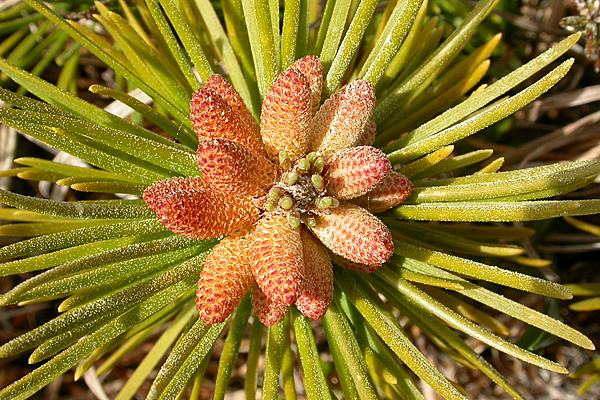 Photo of Pinus contorta var. contorta by <a href="http://daveingram.ca/">Dave Ingram</a>