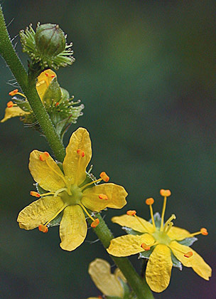 Photo of Agrimonia gryposepala by Réal Sarrazin