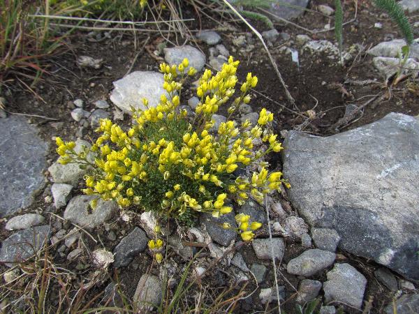 Photo of Draba incerta by Kevin deBoer